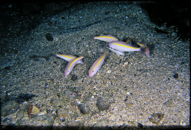 Parupeneus chrysopleuron (Temminck & Schlegel, 1843)